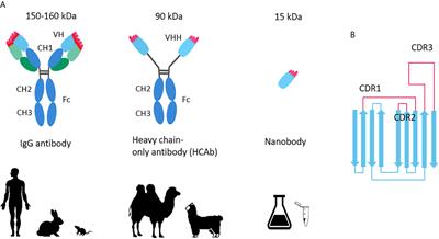 Prospects of Neutralizing Nanobodies Against SARS-CoV-2